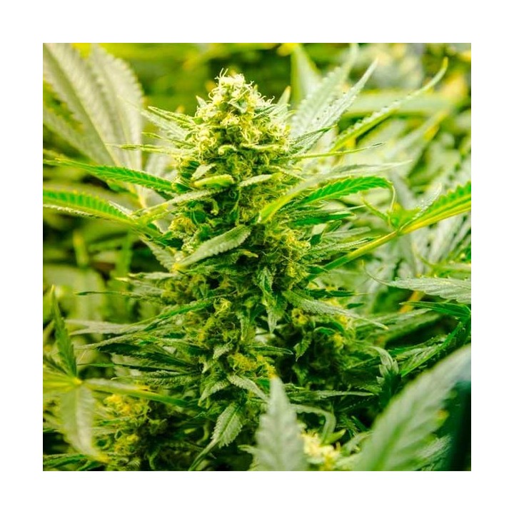 Low Ryder Autofloreciente Feminizada de Homegrown Fantaseeds