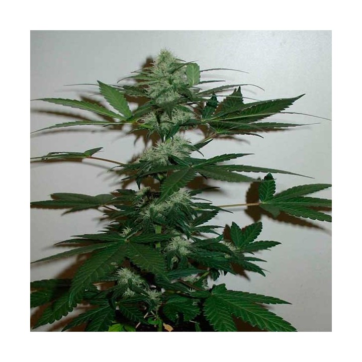 Homegrown Cheese Autofloreciente Feminizada de Homegrown
