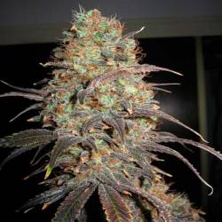 Carammella Autofloreciente Feminizada de Homegrown Fantaseeds