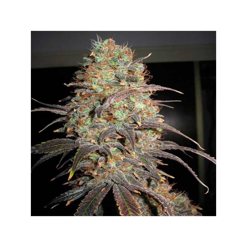 Carammella Autofloreciente Feminizada de Homegrown Fantaseeds