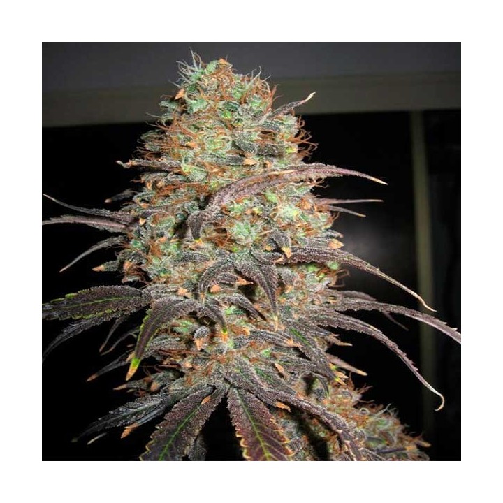 Carammella Autofloreciente Feminizada de Homegrown Fantaseeds