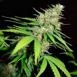 Top 44 Feminizada de Homegrown Fantaseeds