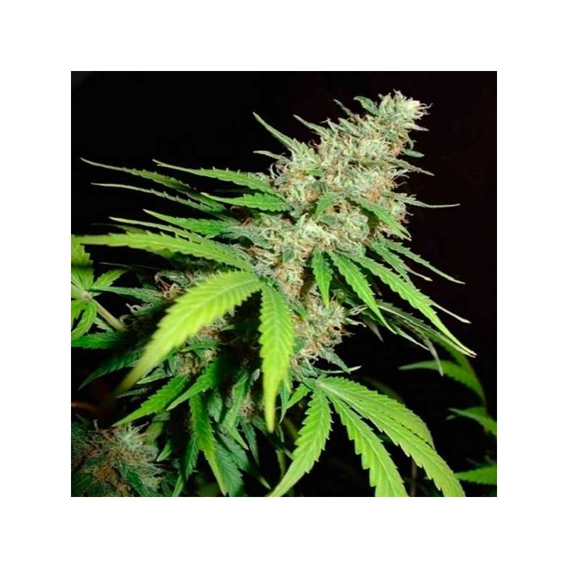 Top 44 Feminizada de Homegrown Fantaseeds