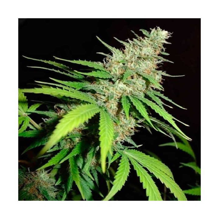 Top 44 Feminizada de Homegrown Fantaseeds