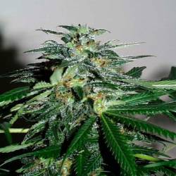 K.c. 42 Feminizada de Homegrown Fantaseeds