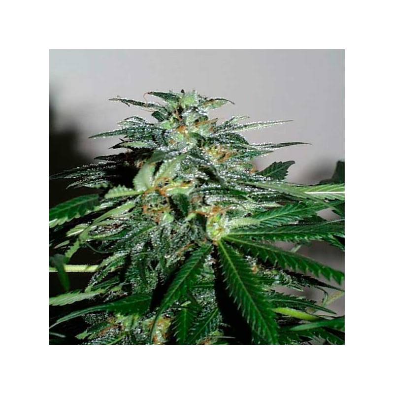 K.c. 42 Feminizada de Homegrown Fantaseeds