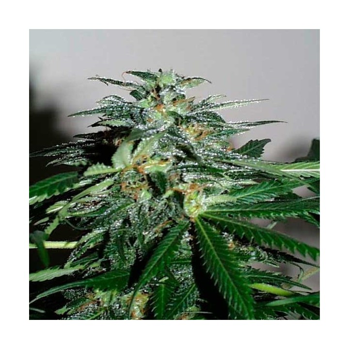 K.c. 42 Feminizada de Homegrown Fantaseeds