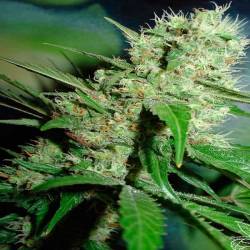 Jack Herer Feminizada de Homegrown Fantaseeds