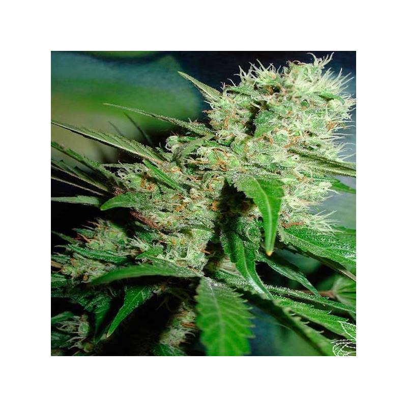 Jack Herer Feminizada de Homegrown Fantaseeds