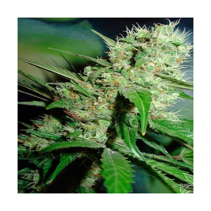 Jack Herer Feminizada de Homegrown Fantaseeds