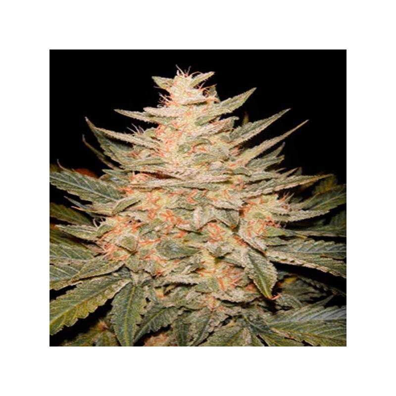 Homegrown Cheese Feminizada de Homegrown Fantaseeds