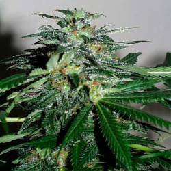 Cyber Cristal Feminizada de Homegrown Fantaseeds