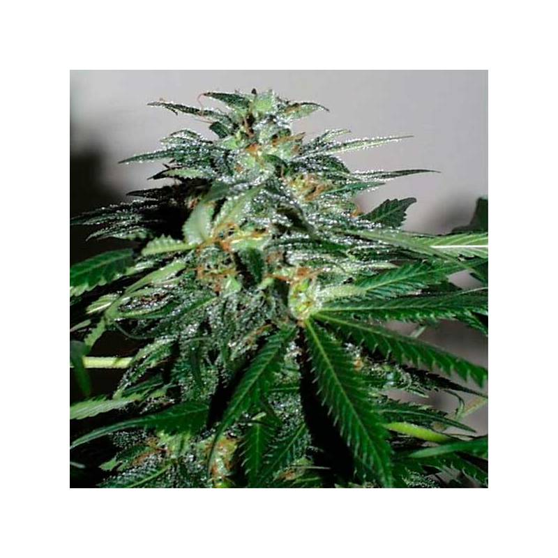 Cyber Cristal Feminizada de Homegrown Fantaseeds