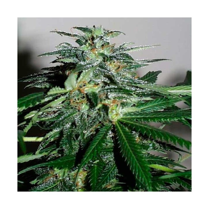 Cyber Cristal Feminizada de Homegrown Fantaseeds