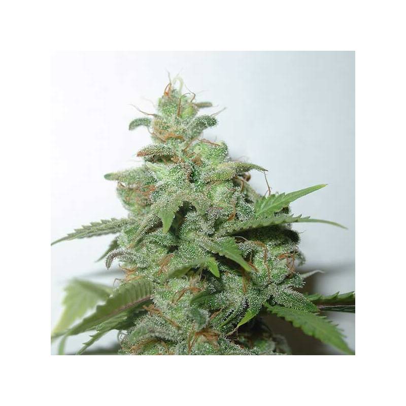 Caramella Feminizada de Homegrown Fantaseeds