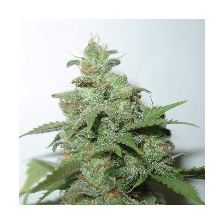 Caramella Feminizada de Homegrown Fantaseeds