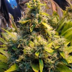 K.C. 36 Feminizada de Homegrown Fantaseeds