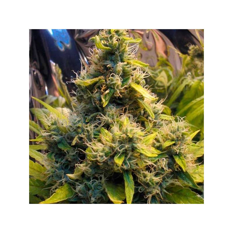 K.C. 36 Feminizada de Homegrown Fantaseeds