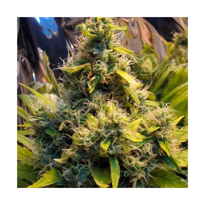 K.C. 36 Feminizada de Homegrown Fantaseeds
