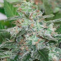 Brains Escape Feminizada de Homegrown Fantaseeds