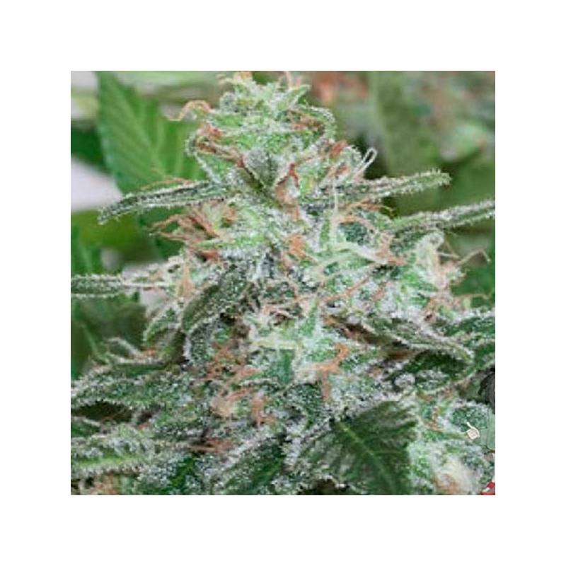 Brains Escape Feminizada de Homegrown Fantaseeds