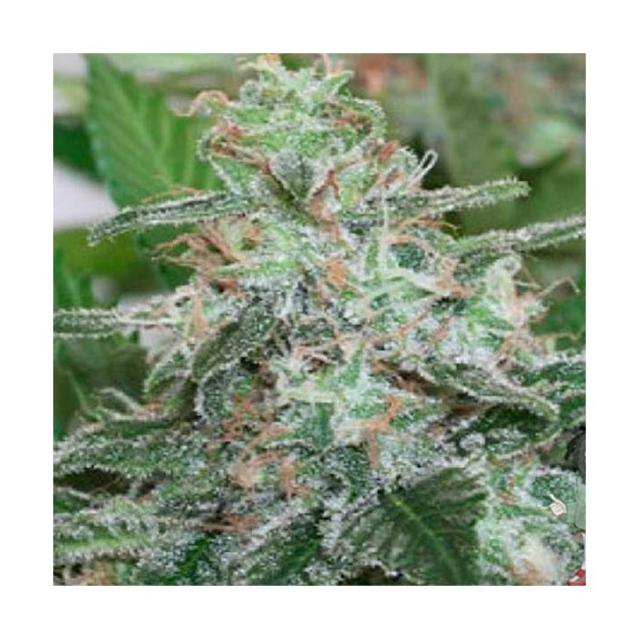 Brains Escape Feminizada de Homegrown Fantaseeds