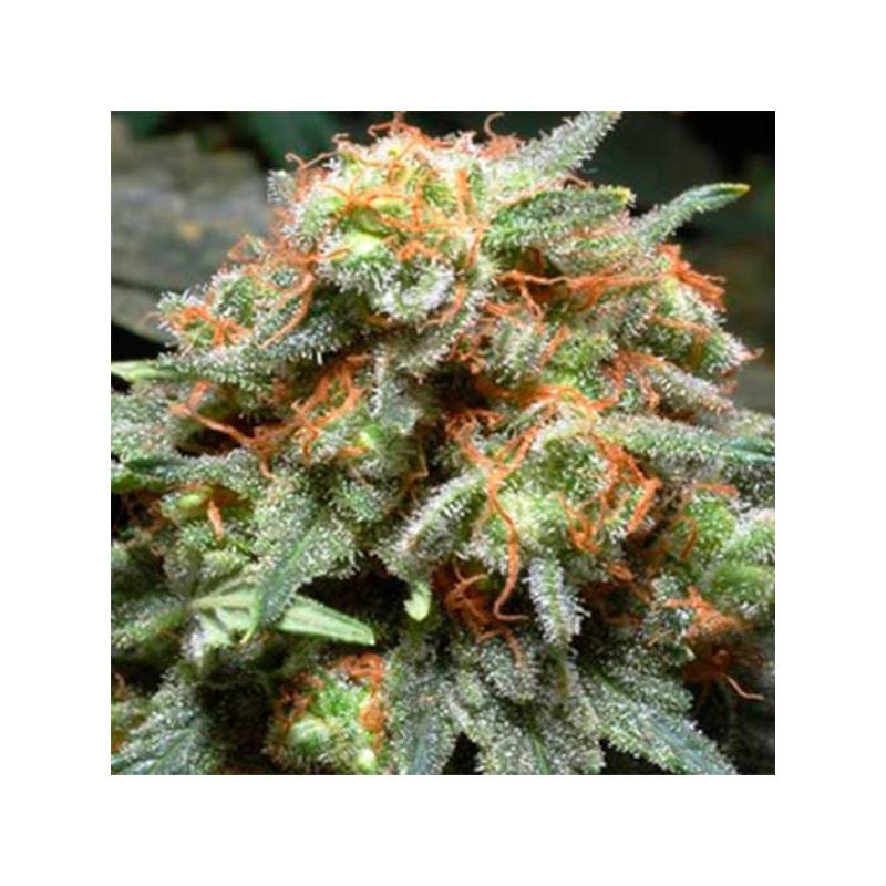 Bahia Black Head Feminizada de Homegrown Fantaseeds