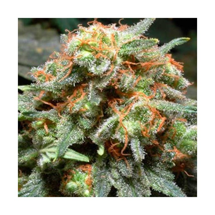 Bahia Black Head Feminizada de Homegrown Fantaseeds