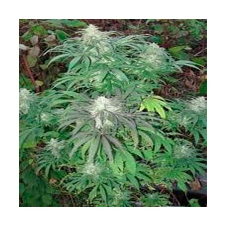 Brains Damage Feminizada de Homegrown Fantaseeds