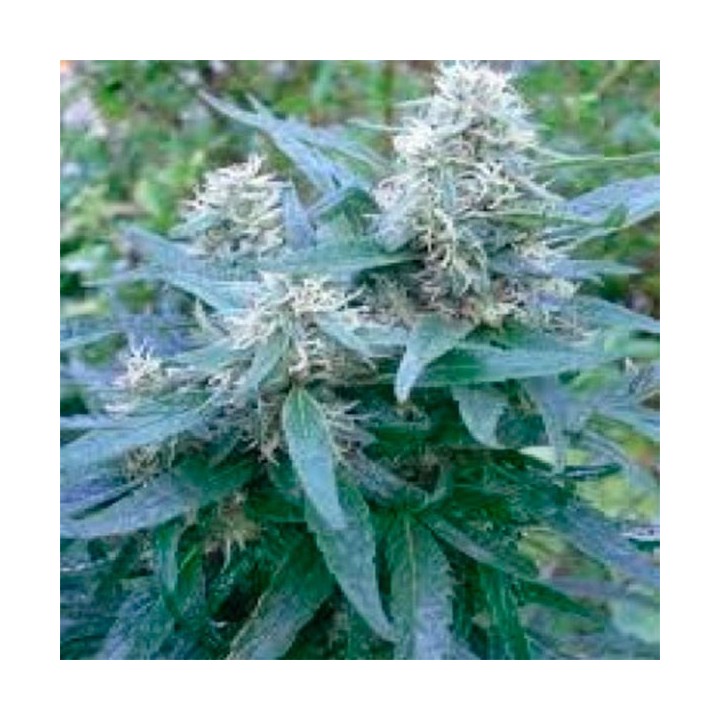 Double D Feminizada de Homegrown Fantaseeds