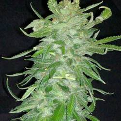 Cristal Paradise Feminizada de Homegrown Fantaseeds