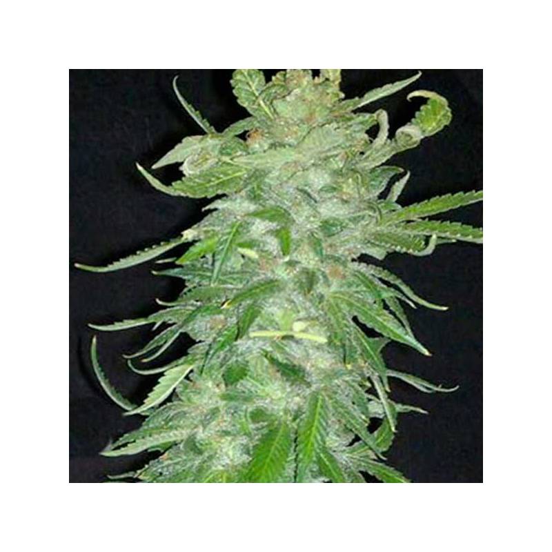 Cristal Paradise Feminizada de Homegrown Fantaseeds