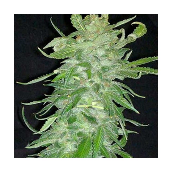 Cristal Paradise Feminizada de Homegrown Fantaseeds