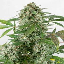 White Widow Autofloreciente Feminizada de Dutch Passion