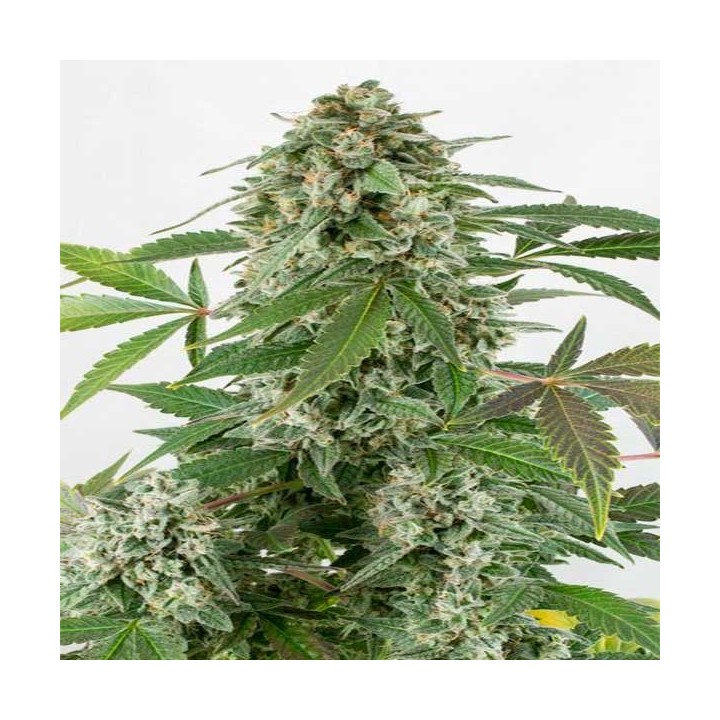 White Widow Autofloreciente Feminizada de Dutch Passion