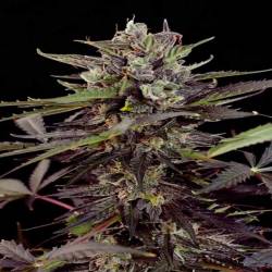 Blueberry Autofloreciente Feminizada de Dutch Passion