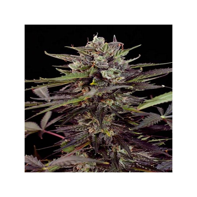 Blueberry Autofloreciente Feminizada de Dutch Passion