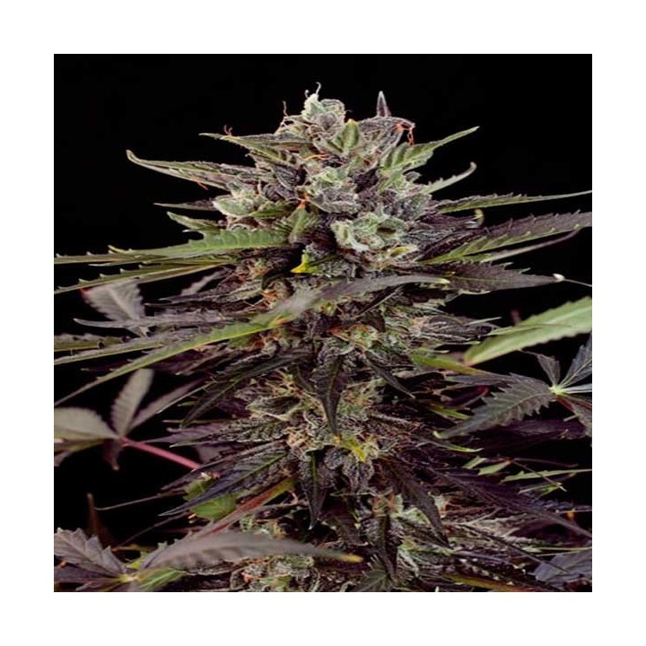 Blueberry Autofloreciente Feminizada de Dutch Passion