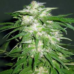 Ice Kush Feminizada de Advanced Seeds