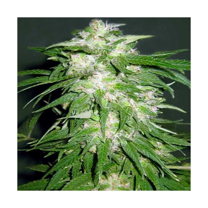 Ice Kush Feminizada de Advanced Seeds