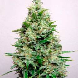 Kali 47 Feminizada de Advanced Seeds