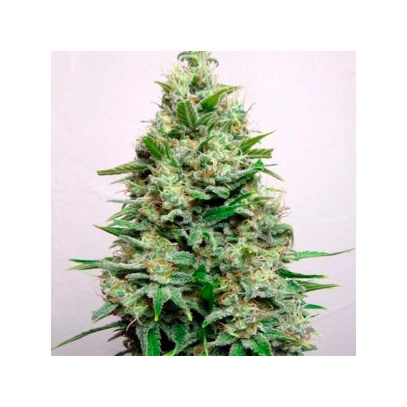 Kali 47 Feminizada de Advanced Seeds