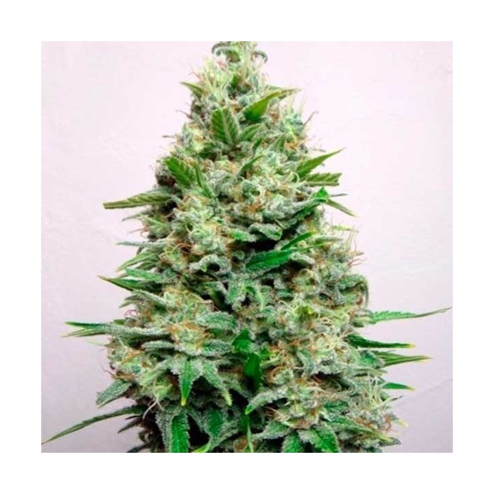 Kali 47 Feminizada de Advanced Seeds