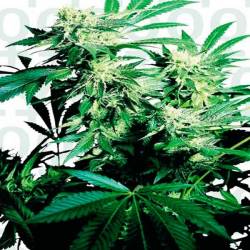 Skunk Kush Feminizada de Sensi Seeds