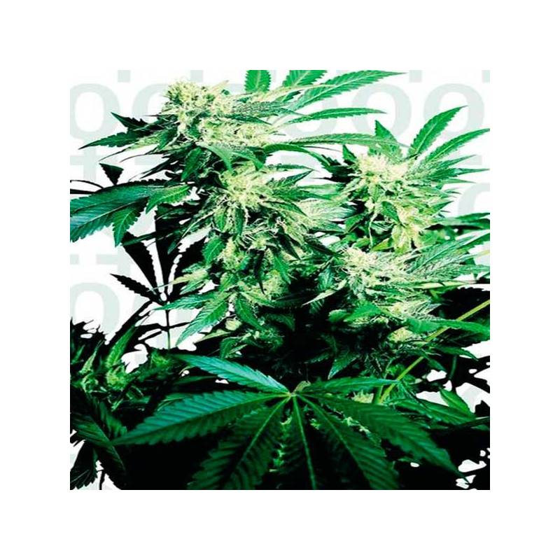 Skunk Kush Feminizada de Sensi Seeds