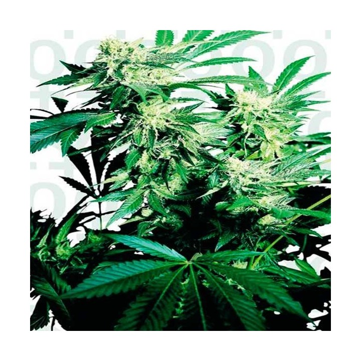 Skunk Kush Feminizada de Sensi Seeds