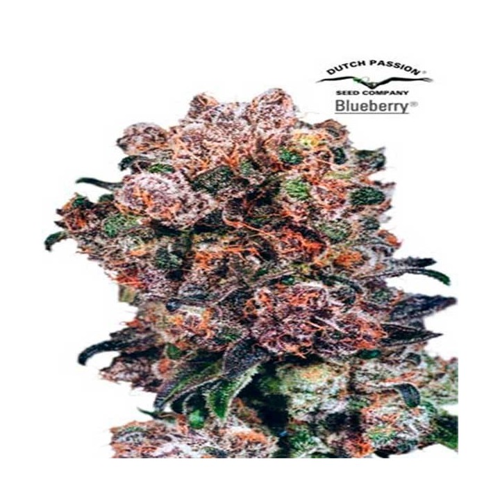 Blueberry Regular de Dutch Passion