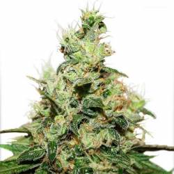 Kush CBD Feminizada de Dutch Passion