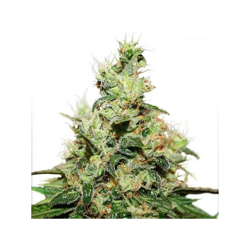 Kush CBD Feminizada de Dutch Passion