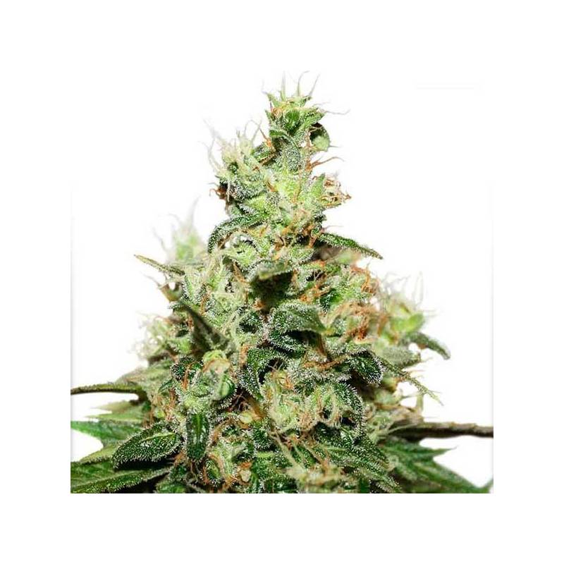 Cbd Kush Cbd Kush